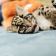 Illustration for article titled ZOMG NEW PICS OF BABY CLOUDED LEOPARD!!!